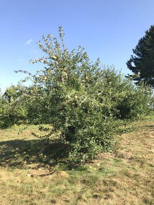 An older tree with Porter apples.