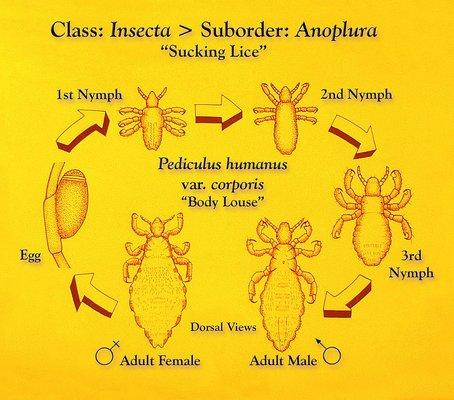 Life Cycle of a Louse