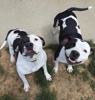 Happy to be playing at Stonington kennel. Our Pitts smile and stick out their tongues.