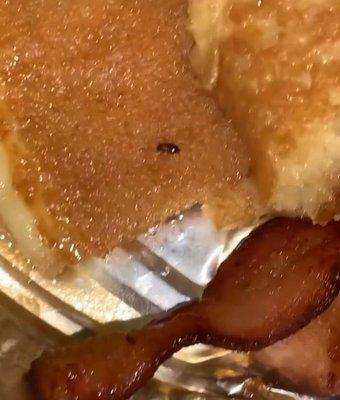 More roaches embedded in the pancakes.