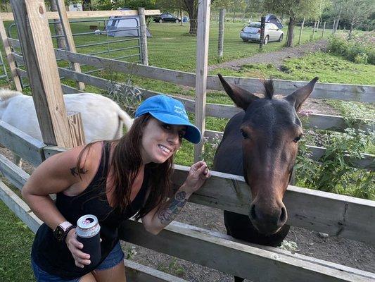 Petting zoo picture