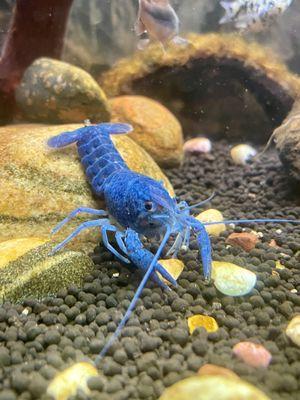 My happy and healthy dwarf crayfish from this shop. He has a taste for mollies, though lol