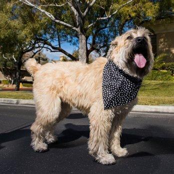 Even on the toughest days, a furry friend can make work a little brighter