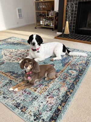 Two freshly trimmed girls!