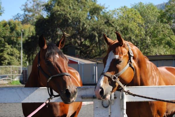 Altadena Stables