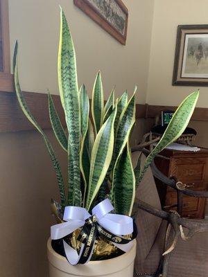 Sansevieria Black Gold