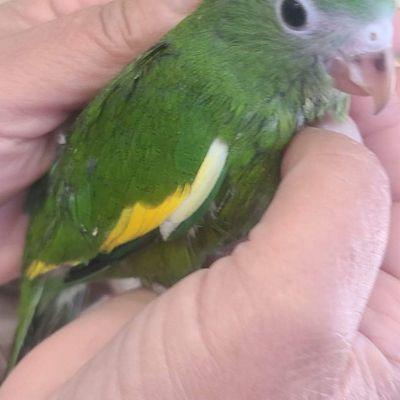 Canary Wing Bee Bee Parrots- Cute and Supertame - low price of only $275 each at Tropic Island Bird and Supply in San Diego