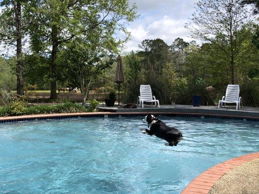 Oliver loves jumping into her salt water pool!