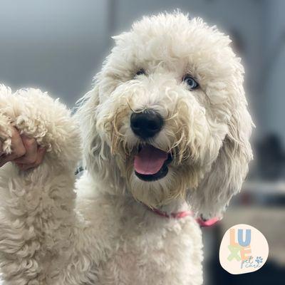 Goldendoodle giving paw