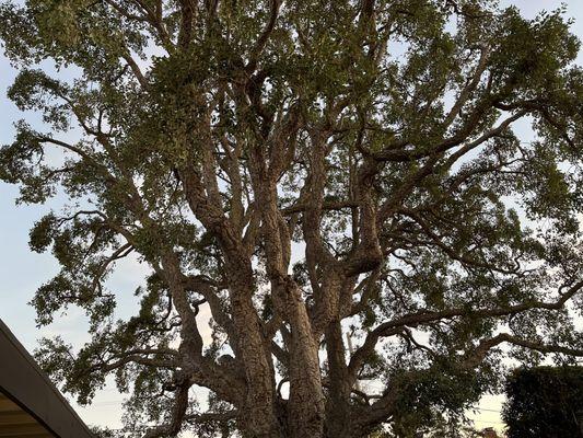 Cork oak canopy (after pruning)