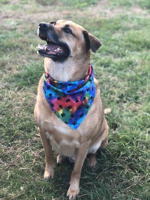 My Riley, all nice and clean with his cute bandana