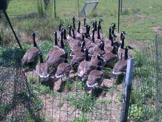 Canada Goose Removal