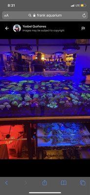 Great coral selection at great prices guaranteed!