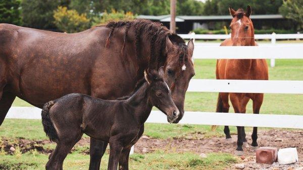 Chocolate and Mandy.  Mandy is a filly born 6/8/2020