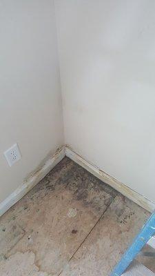 Mold remediation