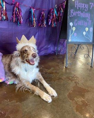 Callie celebrating her 7th birthday at Creekside Pet Center.