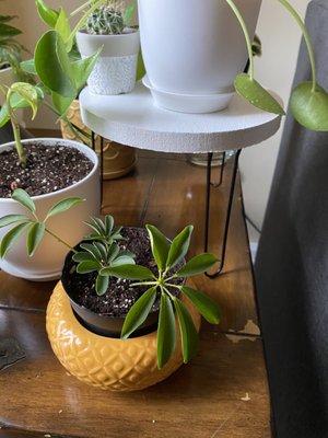 Small white plant stand