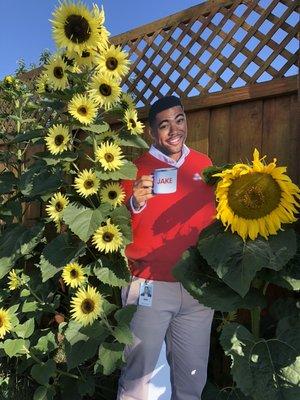 Jake and the sunflowers.