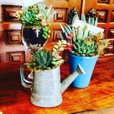 Succulent workshops!