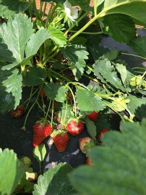 Strawberry patches