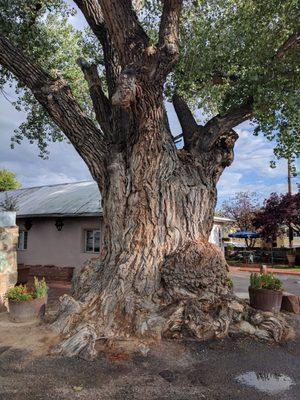 Huge tree near parking