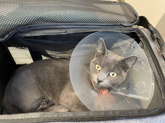 Chief post-surgery: Alert and trying to jump right out of the carrier.