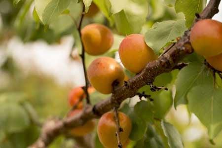 Juicy sweet Apricots for U-Pick