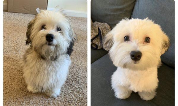 before and after (the "after" is a day after, so he's a little scruffy from running and rolling around, but his blowout *was* pristine)