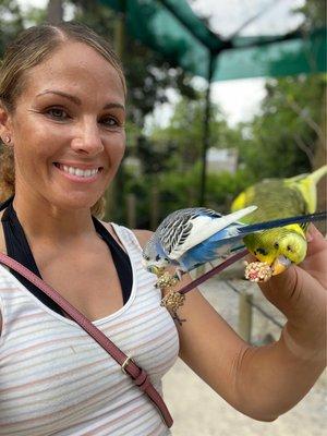 Feeding the Parakeets