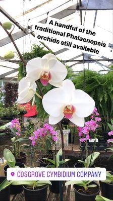 Phalaenopsis Orchids produced from seed by our nursery.