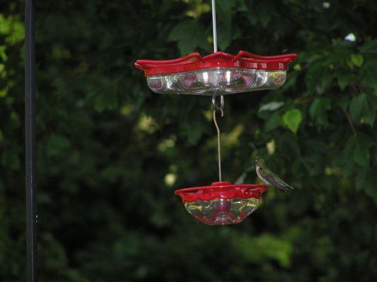 A Ruby Throated Hummingbird is also a frequent flyer.