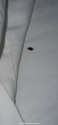 BEDBUG