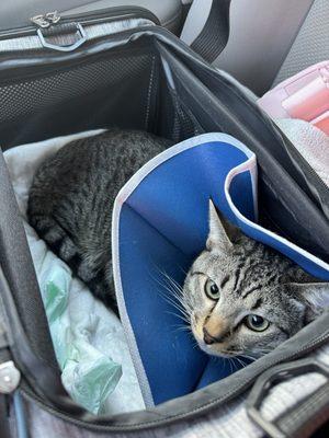 post op (neuter) w/ multiple follow up texts & appointments