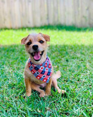 Right after his haircut! "Buddy"