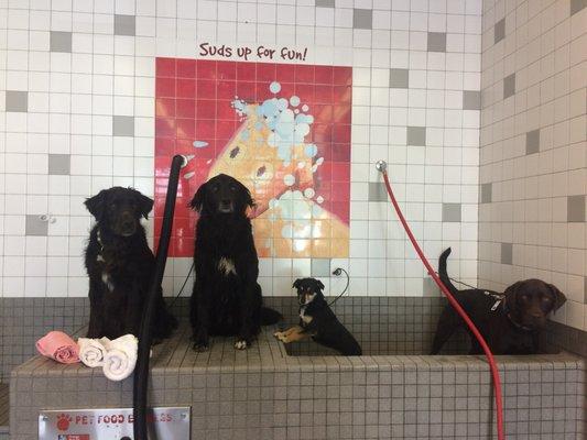 Bath time for these stinky beach-goers!