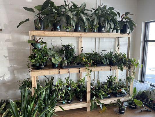 Plants for sale