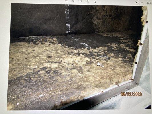 Mold growing inside an air conditioning plenum