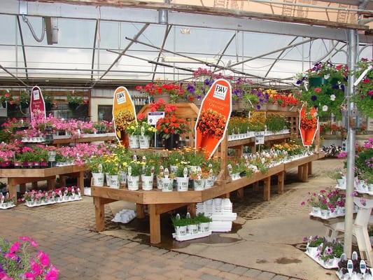 Add some color with Annuals!