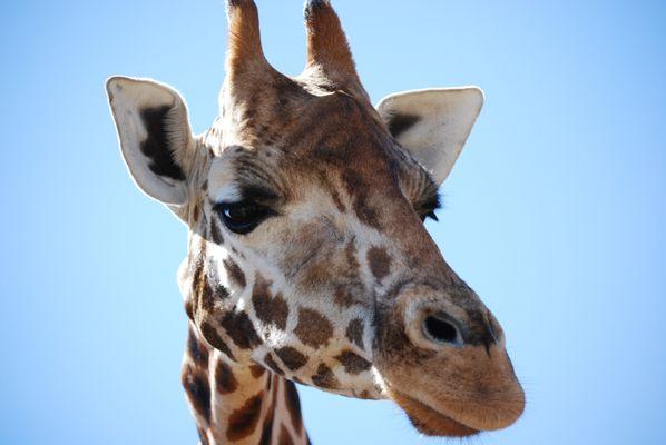 Giraffe in the Serengeti, Tanzania