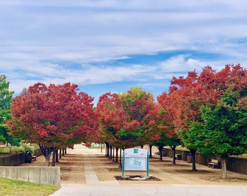 Wow! Like the red maples at forest park. Beautiful!