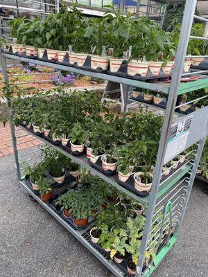 Mahoney's Garden Center - Osterville