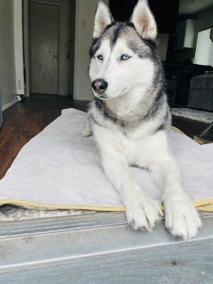 This is Neala at home after her bath at UShampooch