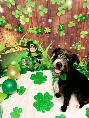 St pattys day pictures! For refuge rescue!