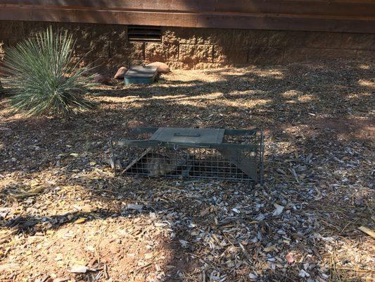 Caught raccoon from attic