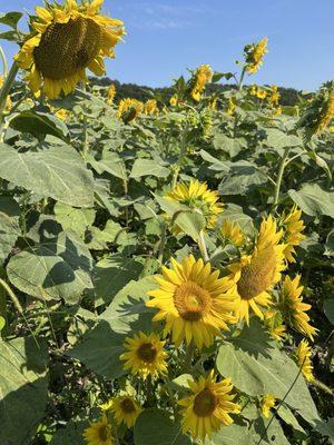 Sun Flower Field