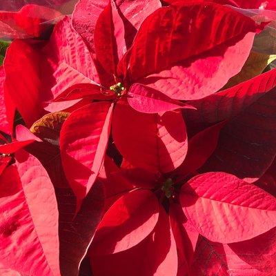 Poinsettias!