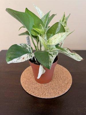 Marble queen pothos. I've been looking for one!