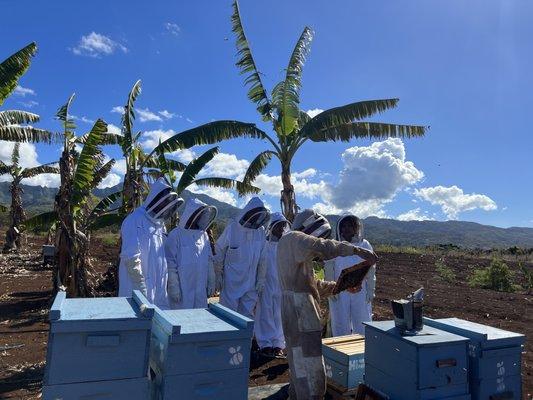 Learning about Bees