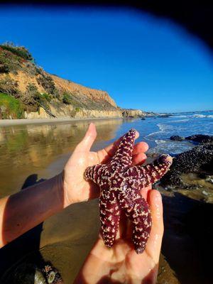 A starfish at the Beach at Avalon Malibu.