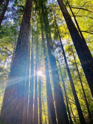 Sunbeam through the redwoods